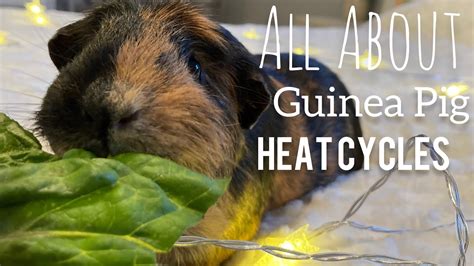 Guinea Pig Heat Cycles - Our Funky Pets