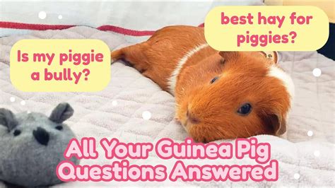 Guinea Pig Questions And Answers