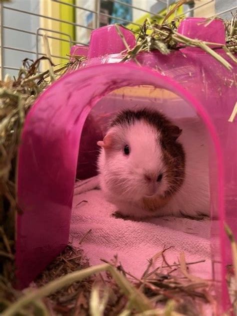 Guinea Pig for adoption - BEAN, a Guinea Pig in Wintersville, OH ...