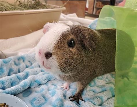 Guinea Pig for adoption - Brain, a Guinea Pig Mix in Oceanside, CA ...