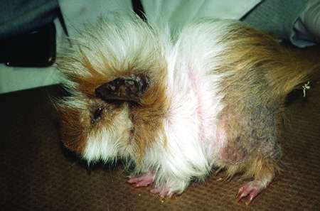 Guinea Pigs - Exotic and Laboratory Animals - MSD Veterinary Manual