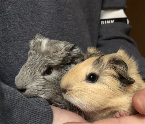 Guinea pigs for sale craigslist. If you’re looking for a pet that’s more interactive than a fish but less maintenance than a dog, a guinea pig is a wonderful in-between choice. Guinea pigs are highly social and generally considered to be warm, friendly creatures. 
