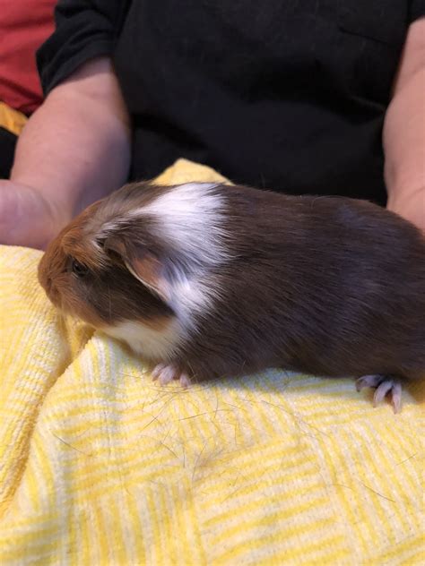 General For Sale "guinea pigs" for sale in San Antonio. see