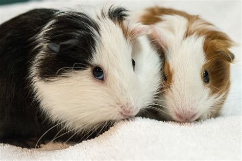 guinea pigs. in Cairns Region, QLD. Young male guinea pig pups Smooth shorthair $30 Abyssinian or rex $40 Longhair Sheltie Coronet or texel $50 Half price deal applied if buying two or more. Young female guinea pig babies. Prices vary depending on breeds. Smooth shorthair $40 Rex and aby $50 Longhairs are $60.. Guinea pigs for sale on craigslist