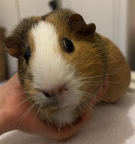 Guinea pigs guinea pigs guinea pigs. Apples. Yes. Guinea pigs can eat apples. They can also eat the skin of the apple and the leaves of the apple tree, but the tree leaves are high in calcium, so limit their intake. They can also chew on the apple tree branches. … 
