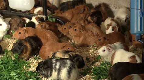 Guinea pigs sanctuary. Guinewigs Guinea pig rescue and rehome, Blackpool. 1,591 likes · 29 talking about this. We are a responsible guinea pig rescue and re-home center run by volunteers, based in Blackpool & co 