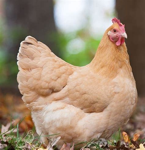 Guinea sudden death BackYard Chickens - Learn How to Raise Chickens