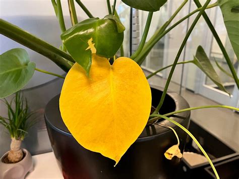 Gula blad monstera