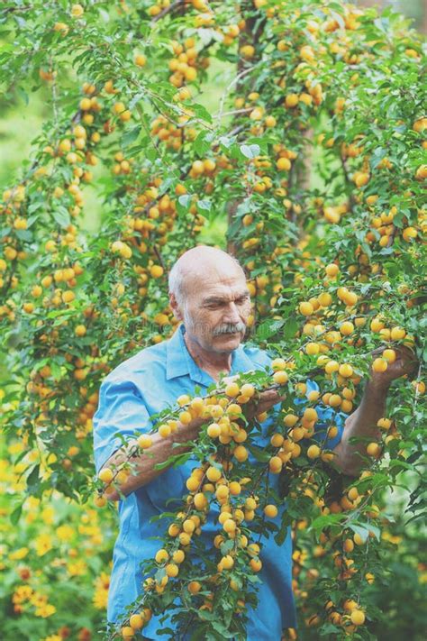 Gula plommon gammal sort