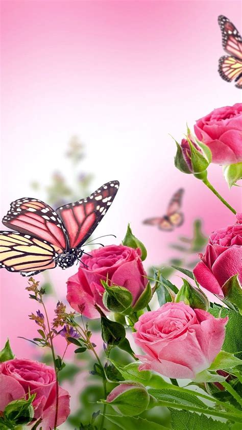 Gulab Phool Wala, Pink Butterfly On Rose, pink butterfly, pink …