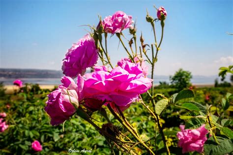 Gulbahceleri Halı ve Koltuk Yıkama