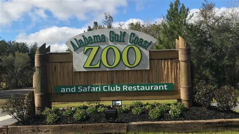 Gulf coast zoo. The Alabama Gulf Coast Zoo is located at 20499 Oak Road East in Gulf Shores. The zoo is open daily from 9 a.m. until 4 p.m. Admission prices vary from $14.95 to $19.95. Visit alabamagulfcoastzoo.com for more information. The Alabama Gulf Coast Zoo welcomed three new residents from the Pittsburgh Zoo & PPG Aquarium this month. 
