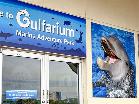 Gulfarium okaloosa. The Gulfarium Marine Adventure Park, located on Okaloosa Island, announced that their resident Atlantic bottlenose dolphins are making themselves at home in the long … 