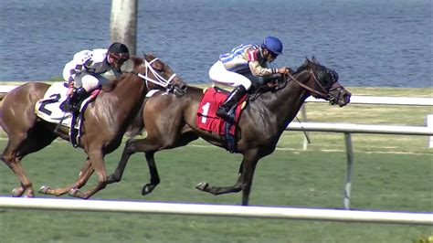 Gulfstream Park. August 25th, 2023. Watch Live Racing action. LIVE En Español. For more information visit: gulfstreampark.com. Read more. Category HORSE RACING HORSE VIDEOS THOROUGHBRED Tag Florida Gulfstream Park Racing.