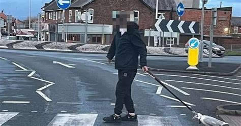 Gull has to be put to sleep after man pulls it around town on a lead