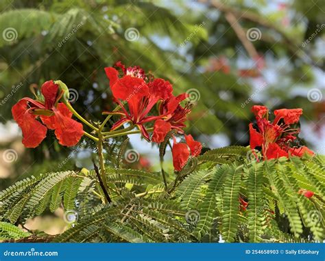 Gulmohar (transl. Flame Tree) is
