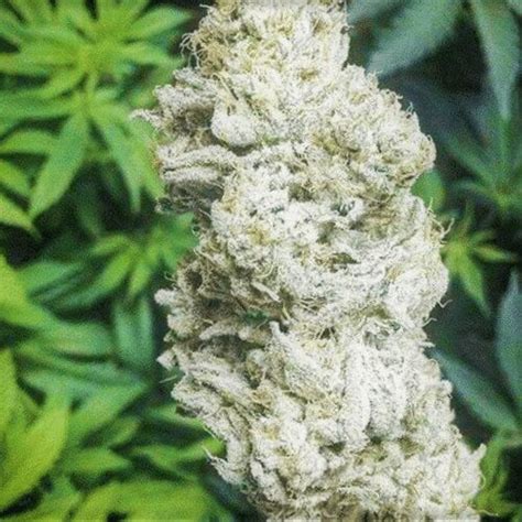 Gumbo snowballs strain. Things To Know About Gumbo snowballs strain. 