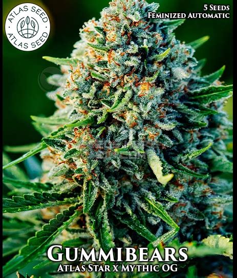 Gummibears - Atlas Seed