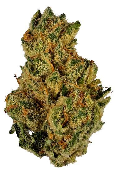 With these effects and its super high 27-30% average THC level, Platinum Lemon Cherry Gelato is often chosen to treat chronic fatigue, ADD or ADHD, migraines or headaches, depression and chronic stress. This bud has tight heart-shaped olive green nugs with thick amber hairs and a coating of frosty milky amber crystal trichomes.