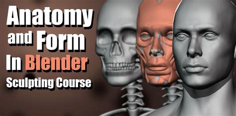 Gumroad Anatomy and Form in Blender Sculpting Course