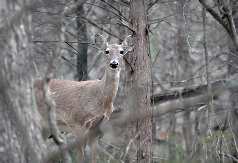 Gun deer season oklahoma. Miami, Okla. — Whether you’re looking for whitetail deer, waterfowl, turkey or hogs, Oklahoma’s diverse public hunting lands offer many types of expeditions with a variety of game and ... 