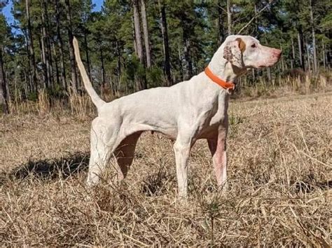Gun dog central classifieds. Things To Know About Gun dog central classifieds. 