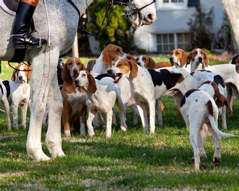 Gun dog classifieds. Things To Know About Gun dog classifieds. 