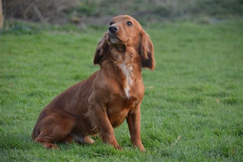 Post a classified today! Hunting Dog Puppies in Michigan and Michigan Bird Dog Breeders Puppies for sale listings from the best gun dog breeders, trainers and kennels.. 