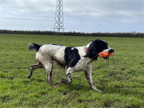 Gundogs - F&ouml;r dig och din arbetande hund