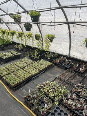 Gunters Greenhouse availability spring 2024