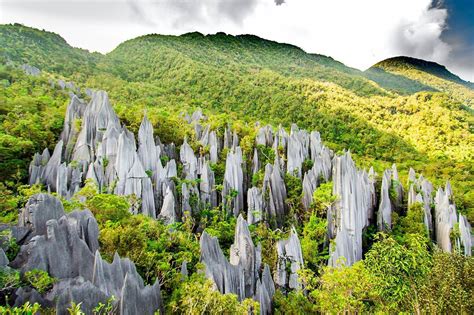 Mar 29, 2020 · Gunung Mulu National park has a spectacular tropical karst limestone rainforest, with stunning pinnacles and impressive cave systems. The trees are ginormous, with strangler figs often slowly enveloping them, and lianas criss-crossing and connecting the canopy to the forest floor. . 