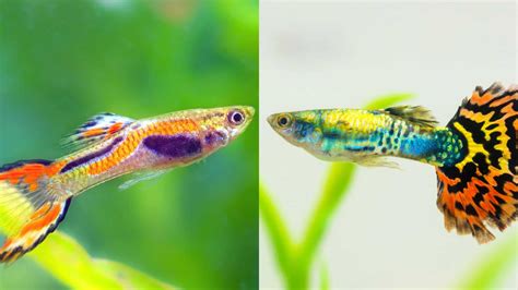 Guppies&Betta: Can Live Together Safely? - fishkeepingleague.com