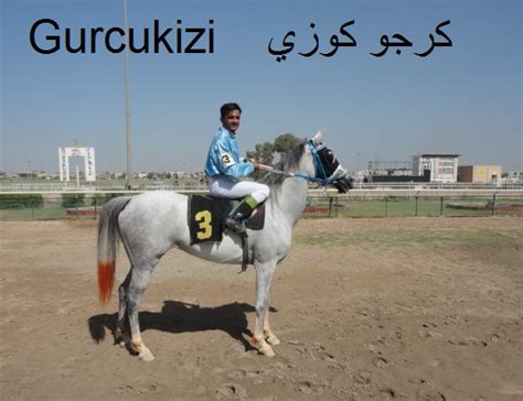 Gurcukizi Halı ve Koltuk Yıkama