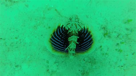 Gurnard lionfish - YouTube