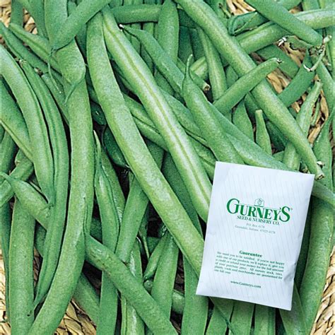 Gurneys seed&nursery. Leaves So Big, One or Two Make a Salad! Very large leaves-up to 6 in. x 8 in. Sweet, rich, non-bitter flavor. Also flavorful at baby spinach size. Plants are slow to bolt. Performs in spring and fall gardens. Hands down the … 
