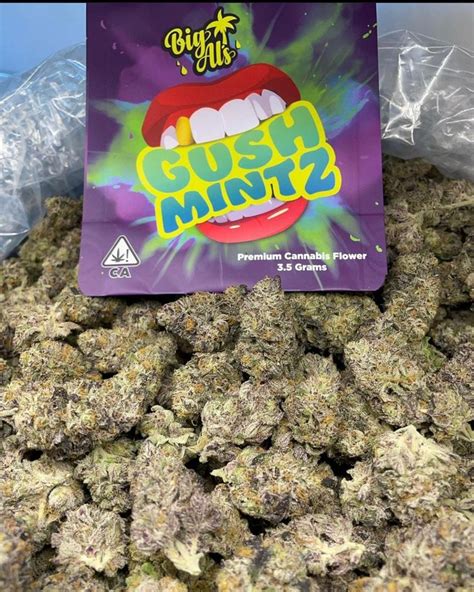 Gusher mint strain. This strain is an evenly balanced hybrid, showcasing characteristics from both its indica and sativa parent strains. Purple Gushers is composed of approximately 50% sativa and 50% indica genetics ... 