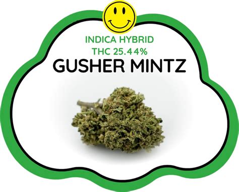 Gusher mintz strain. Gusher Mintz. A strain specific cannabis extract by Method. Find information about the Gusher Mintz Live Rosin from Green Method such as potency, common effects, and where to find it. 