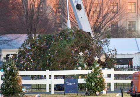 Gusty winds topple National Christmas Tree near the White House