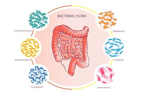 Gut Microbiome - an overview ScienceDirect Topics