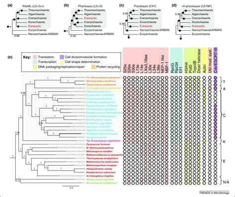 Guy L, Ettema TJG.. The archaeal ‘TACK’ superphylum