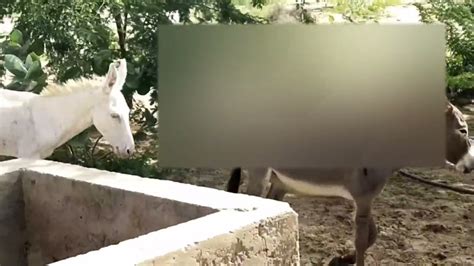 Guys banging donkeys. .  <a href=http://artists-lab.ru/pfqpj/concise-core-mathematics-...