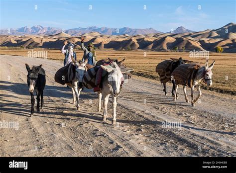 Guys banging donkeys. .  <a href=http://lab-nt.ru/bxu7/primary-1-mathematics-exam-questions...