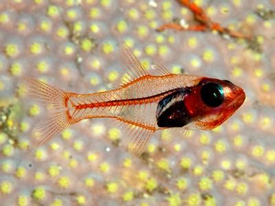 Gymnapogon philippinus : Philippine Cardinalfish Atlas of Living ...