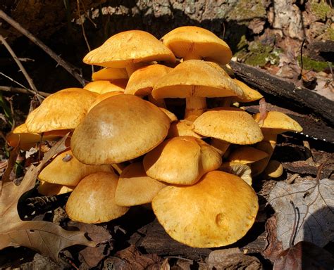 Gymnopilus subspectabilis. Subspectabilis in particular can take over a week for pins to form mature mushrooms. I've even watched them stall during a week of dry weather, before maturing the following week after some rains -------------------- Moria's Gymnopilus Guide 