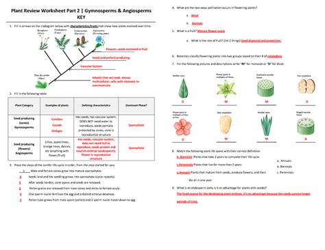 Gymnosperms Workbook Answer Key