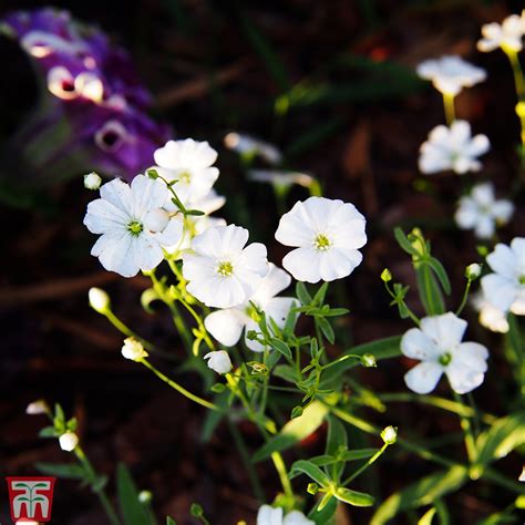 Gypsophila Seeds at Thompson-Morgan