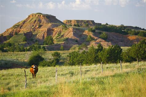 The Red Hills are also known as the Gypsum Hills because of their exposed Permian ‘red beds’, the prehistoric combination of brick-red shales, siltstones, sandstones, dolomite and gypsum. They are located primarily in the Kansas counties of Clark, Comanche and Barber and spill into northwestern Oklahoma.. 