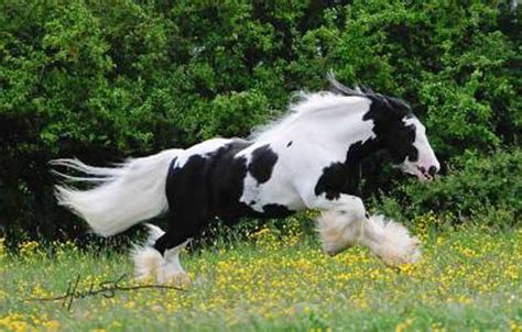 Gypsy Cob Horses Find Home in Acton (Video) - SCVNews.com