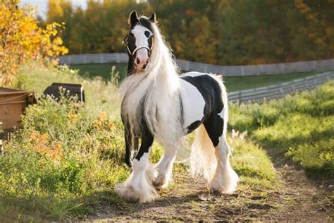 Gypsy Soul Horses – Stallions