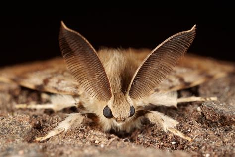 Gypsy moths were